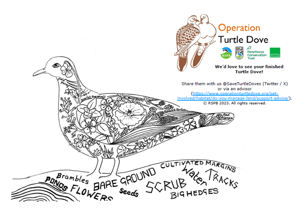 Turtle Dove colouring sheet