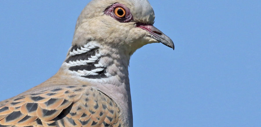 A close-up view of a Turtle Dove's head looking directly at the camera.