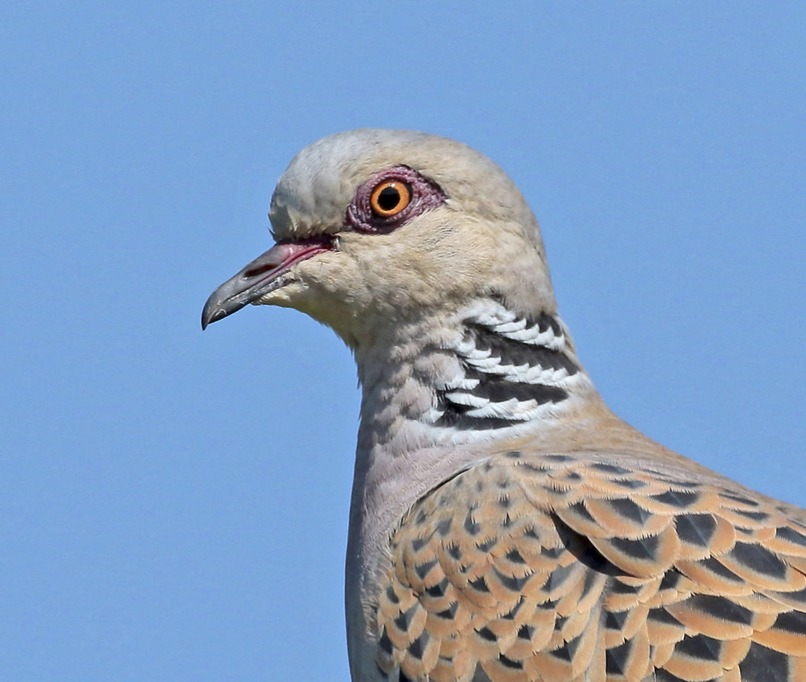 A close-up view of a Turtle Dove's head looking directly at the camera.