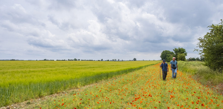 A farmer and RSPB Officer walk along a cultivated margin that provides excellent foraging habitat for Turtle Doves.