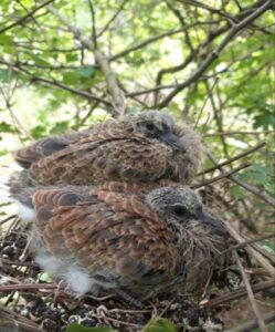 Turtle Dove squabs on the nest