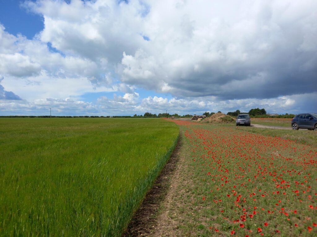 Cultivated margin with wildflowers alongside an arable field
