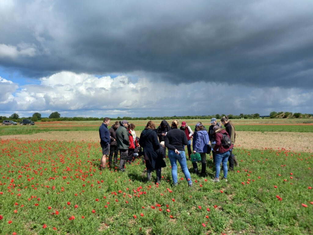 A group of people standing in a field look down at wildflowers in a cultivated margin