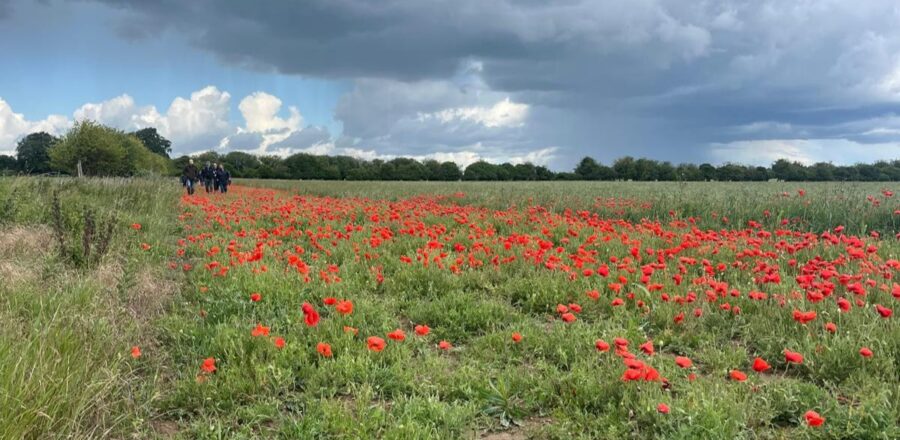 A group of people walking along a cultivated margin dominated by poppies in flower