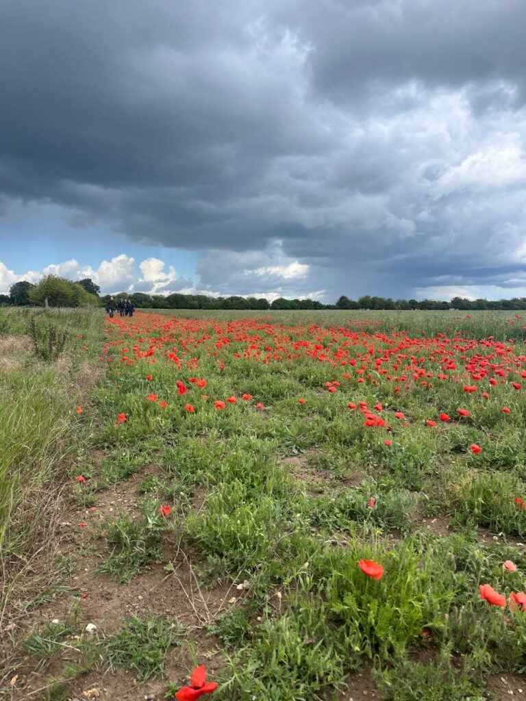 A group of people walk through a cultivated margin of wildflowers alongside an arable field